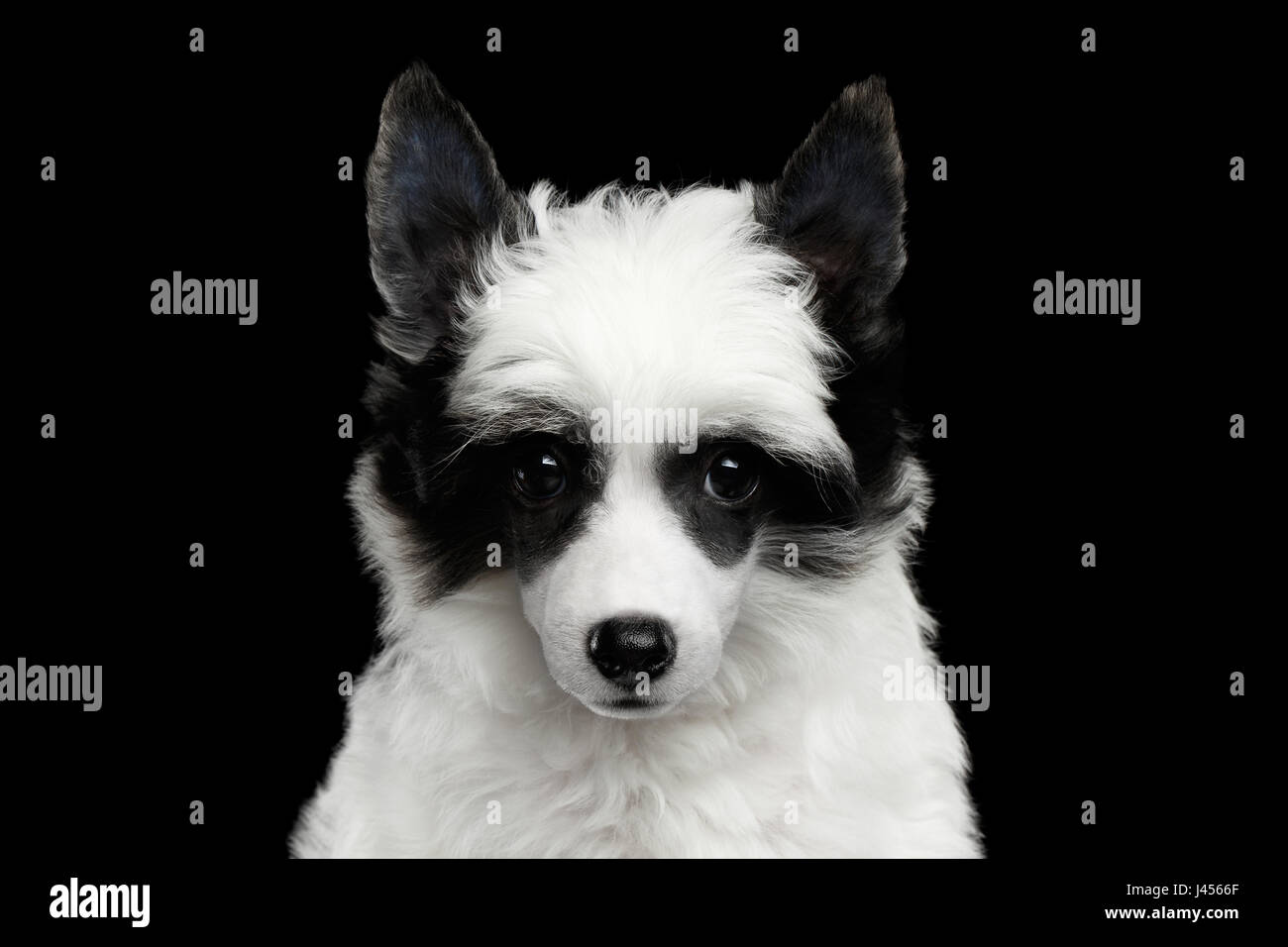 Crested cinese cucciolo su sfondo nero Foto Stock