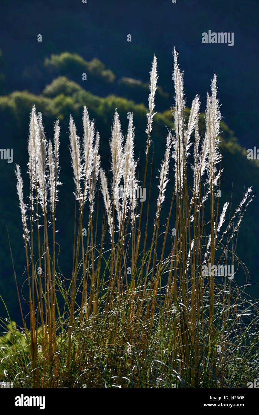 Una visualizzazione verticale delle Pampas retroilluminato erba, Occitanie, Francia. Foto Stock