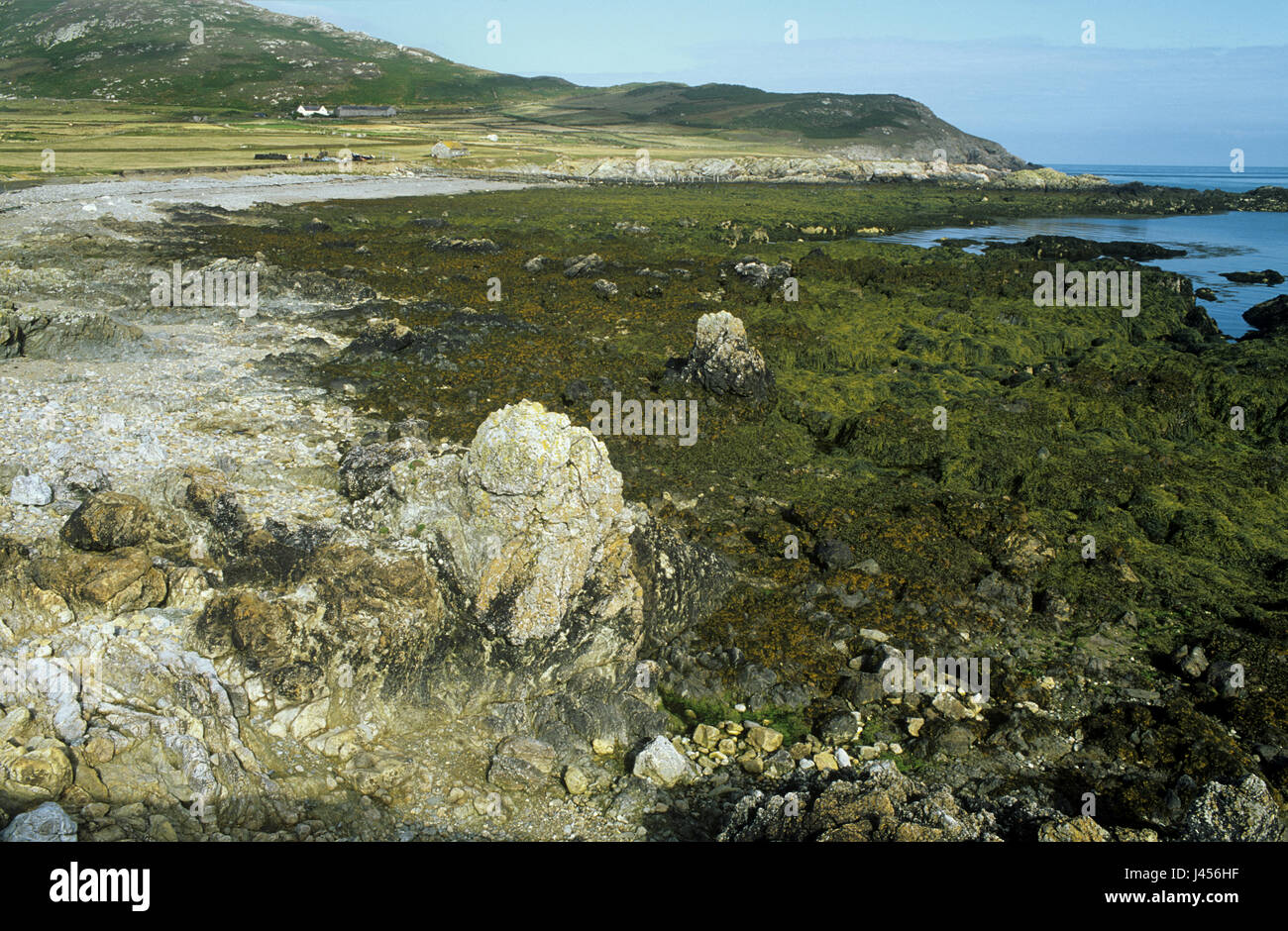 Una costa rocciosa con la bassa marea su Bardsey Island, al largo delle coste del Galles, Regno Unito. Foto Stock