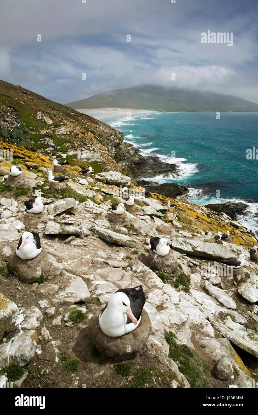 Nero-browed Albatross - Thalassarche melanophris - colonia di allevamento nelle isole Falkland Foto Stock