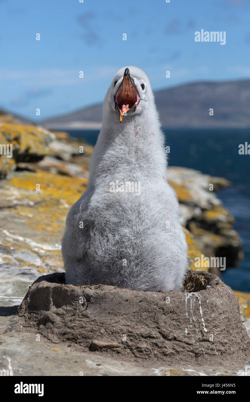 Nero-browed Albatross - Thalassarche melanophris - pulcino su nest Foto Stock