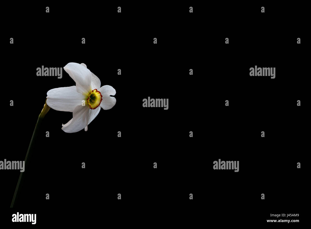 Giallo Daffodil (Narcissus) fiore isolato su sfondo nero Foto Stock