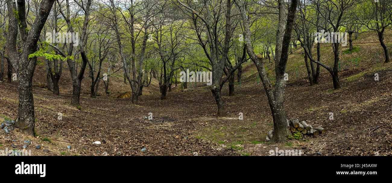 All'interno di un bosco di castagni in primavera, boschi, legno, lussureggianti, europeo. germogliazione, Valle de genal, Andalusia, Spagna. Foto Stock