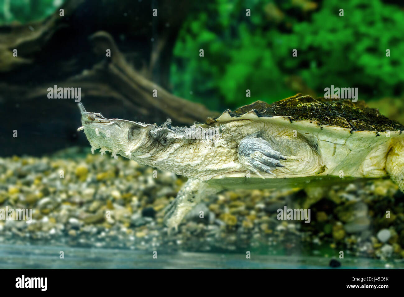 Immagine di acqua dolce tartarughe esotiche Matamata Foto Stock
