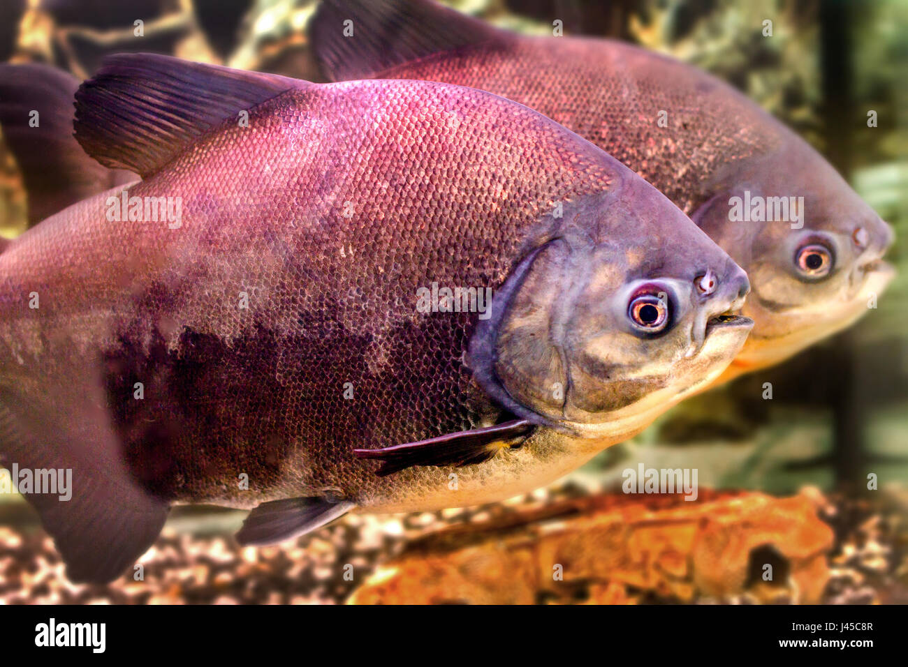 Immagine di un bellissimo acquario di pesci pacup nero Foto Stock