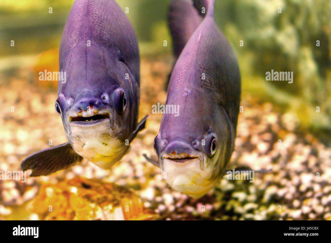 Immagine di un bellissimo acquario di pesci di sala di risveglio nero Foto Stock