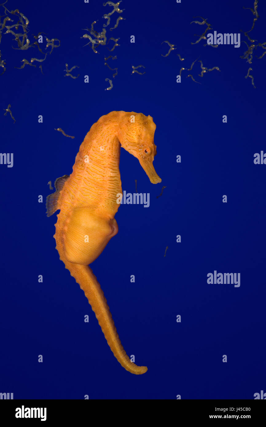 Rivestite il Cavalluccio, pezzata cavalluccio marino o cavalluccio marino settentrionale, ( Hippocampus erectus ) maschio parto ( espulsione di RFI o neonati da brood pouch ) Foto Stock