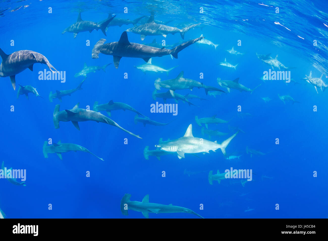 La scolarizzazione smerlata femmina squali martello, Sphyrna lewini, off Keauhou, Sud Kona, Big Island, Hawaii, STATI UNITI D'AMERICA ( Oceano Pacifico centrale ) Foto Stock