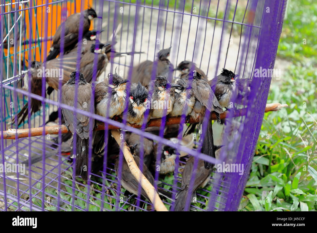 Rosso bulbul whiskered-pycnonotus jocosus bird in legno da birdcage in vendita in uno stallo del locale mercato alimentare accanto alla strada nazionale numero 13 in Ban Ph Foto Stock