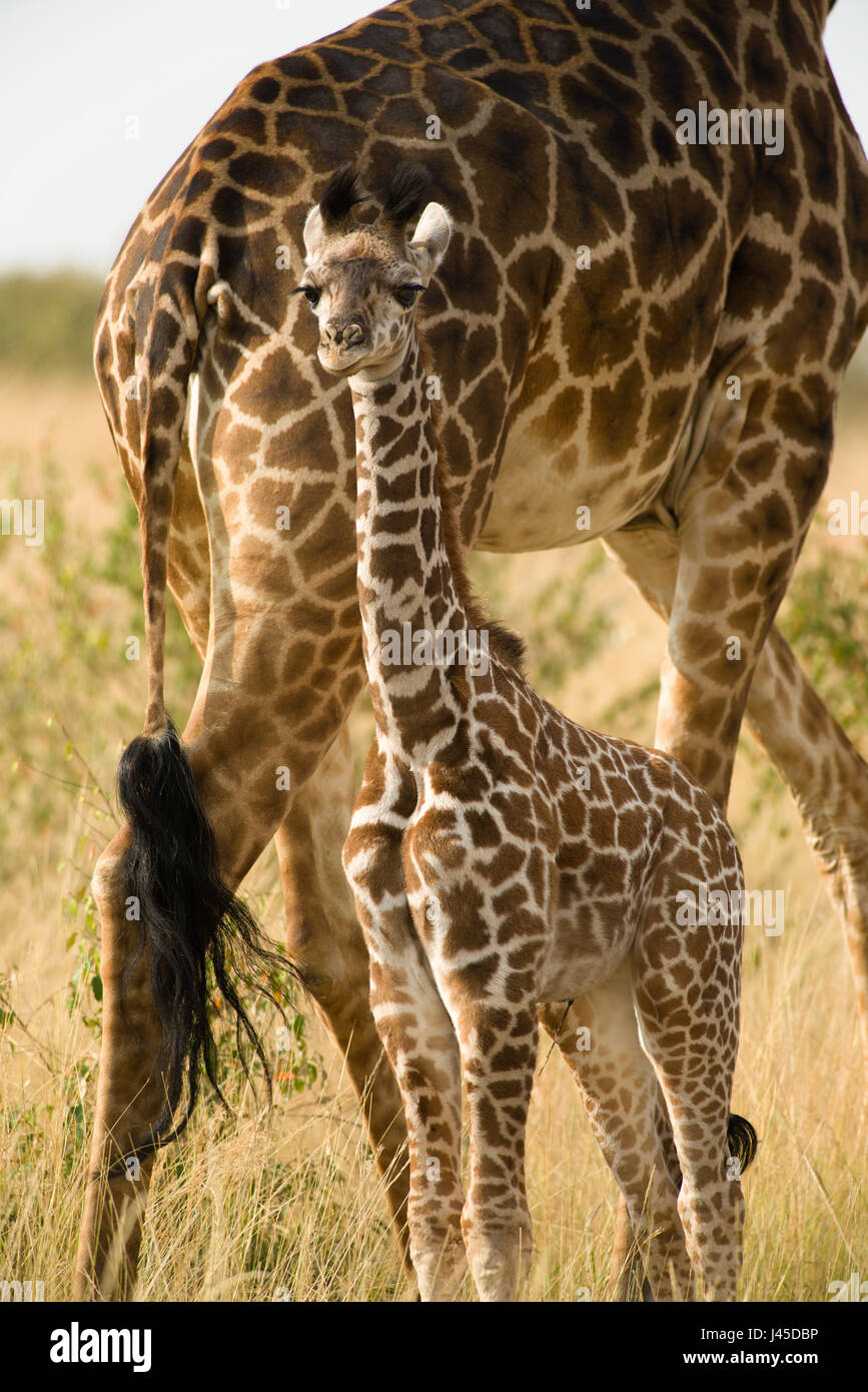 I capretti Masai o Maasai giraffe (Giraffa camelopardalis tippelskirchi), il Masai Mara, Kenya Foto Stock
