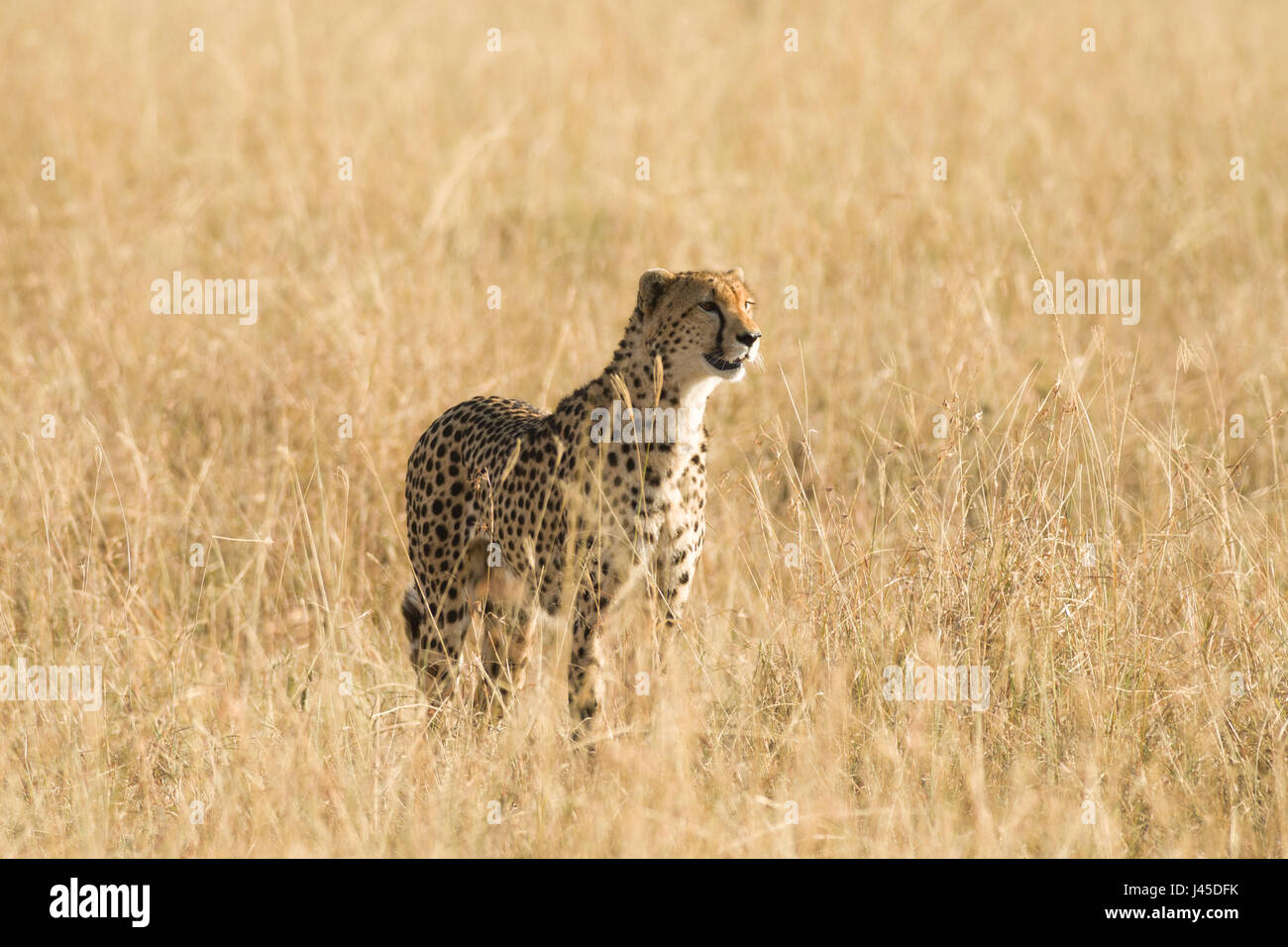 Ghepardo (Acinonyx jubatus) in piedi in erba alta, il Masai Mara, Kenya Foto Stock