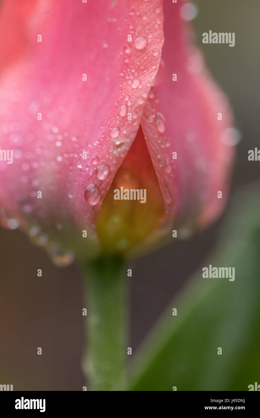 Immagine macro di un rosso tulip con gocce di pioggia sui suoi petali Foto Stock