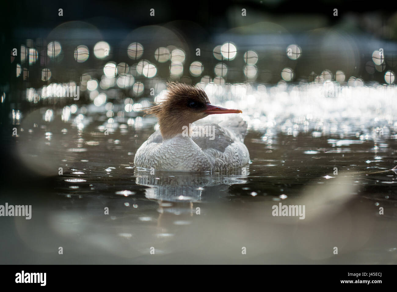 Fotografia di scaglioso-sided merganser (Mergus squamatus) in acqua con sparkle Foto Stock
