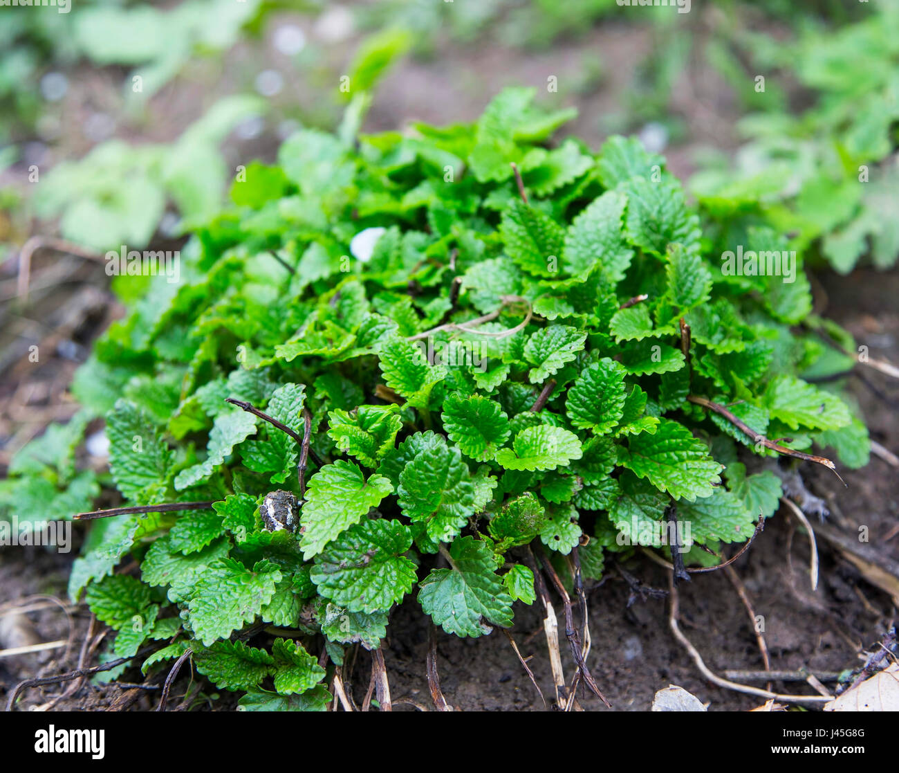 Melissa erba che cresce in giardino, Melissa officinalis Foto Stock