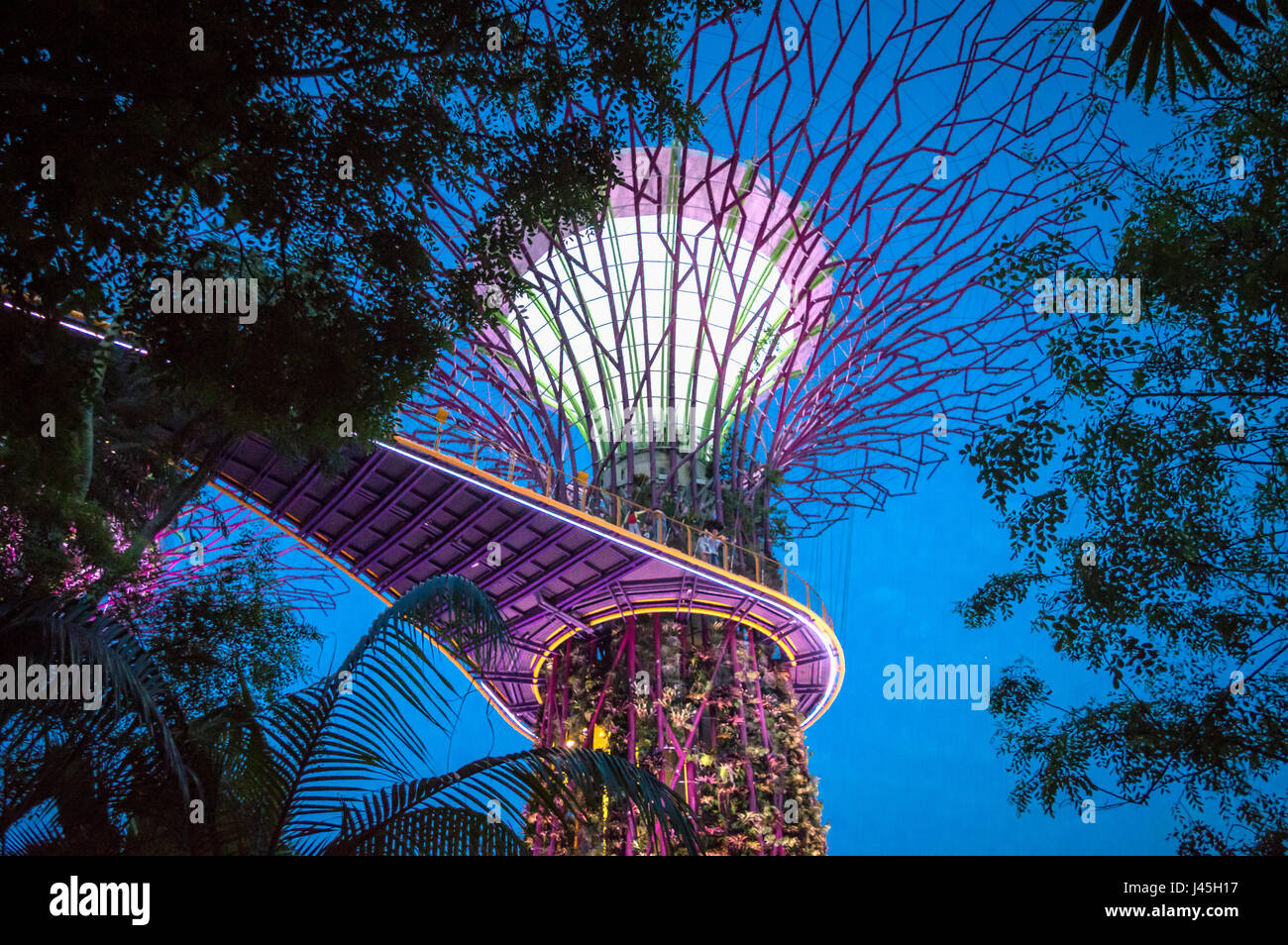 Supertree grove di notte nei giardini della baia, Singapore Foto Stock