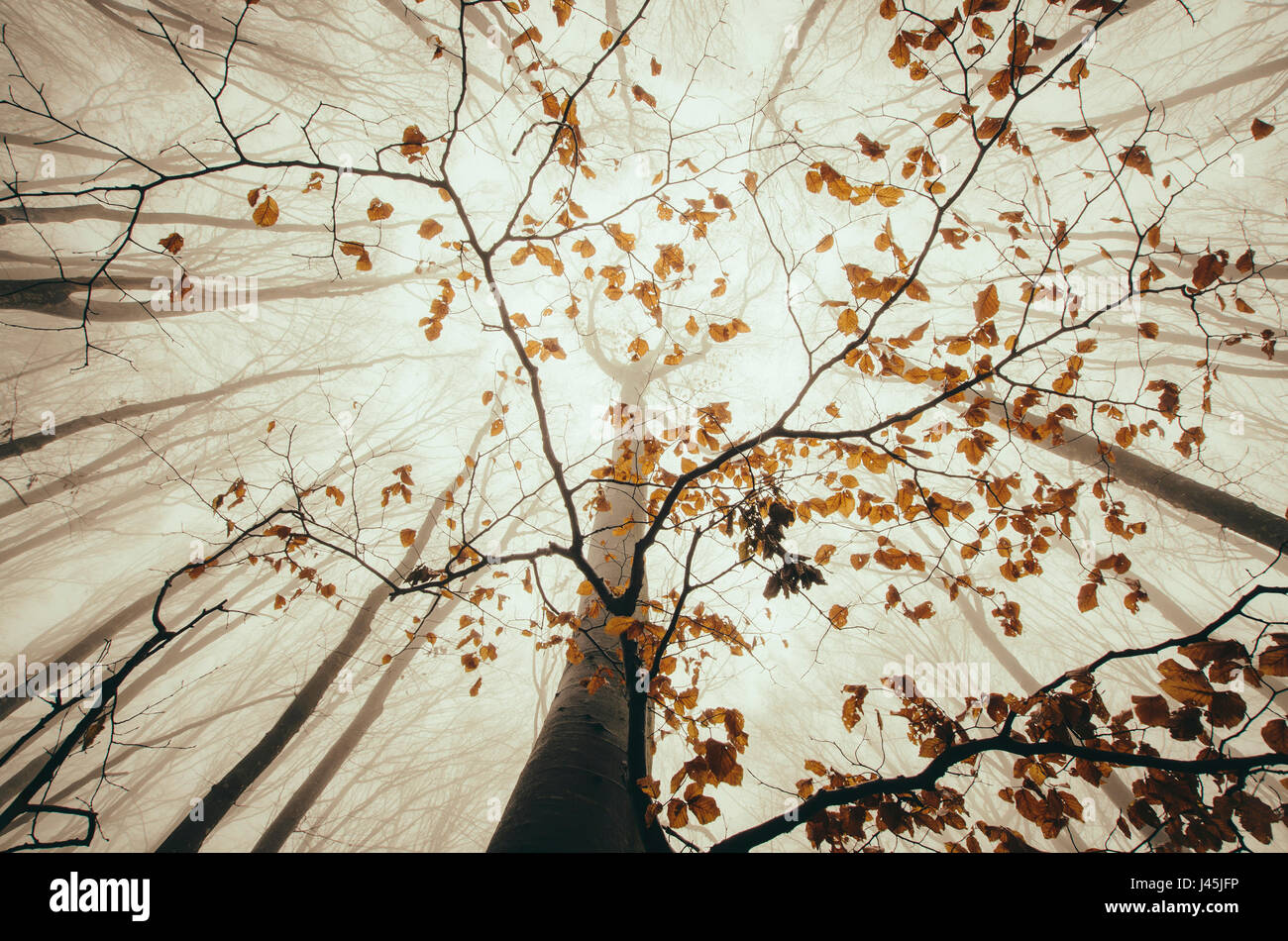 Angolo basso paesaggio forestale, foglie di autunno sul ramo di albero. Vista verso il cielo il giorno di pioggia Foto Stock