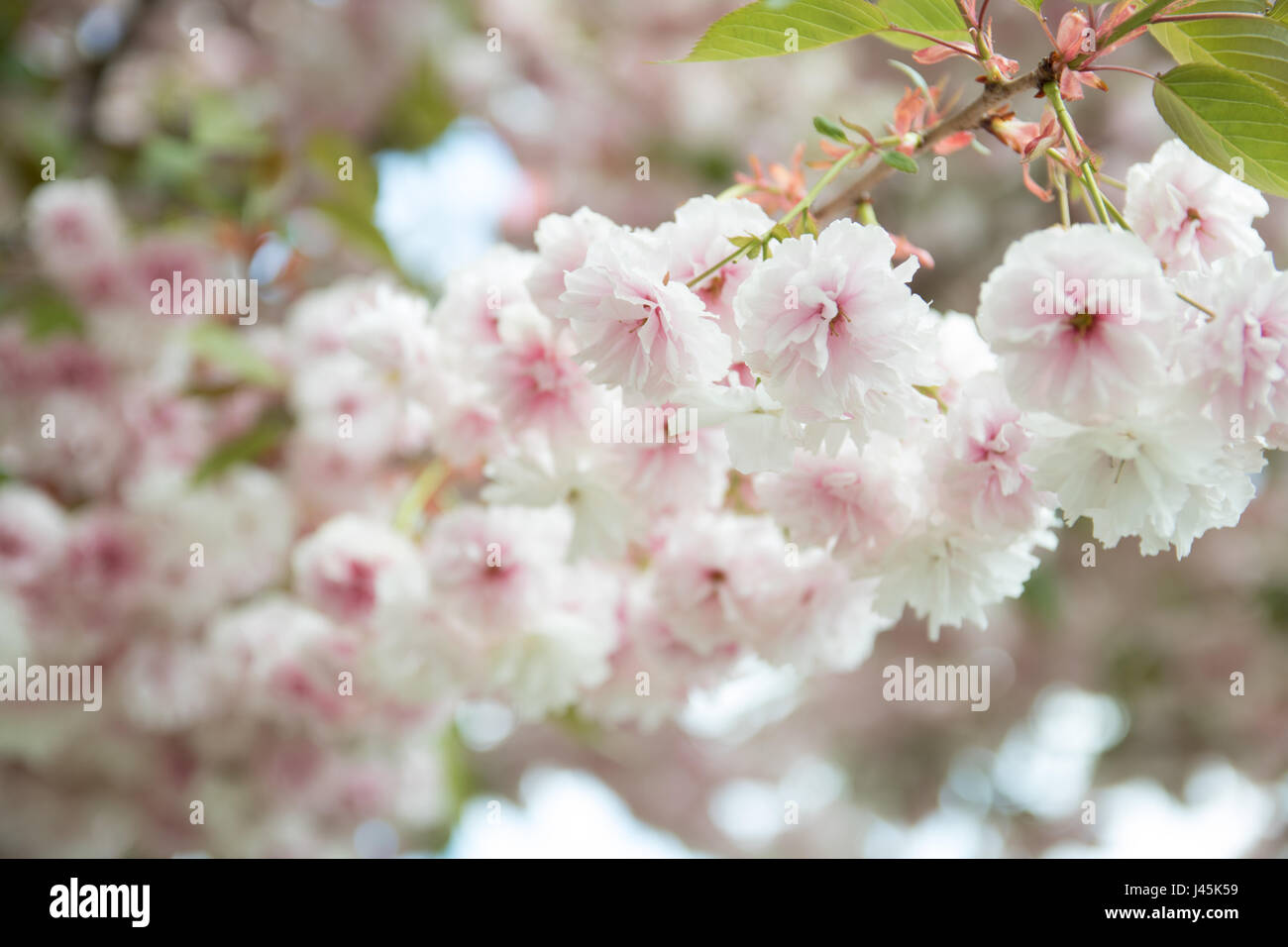 Giapponese di fiori ciliegio Foto Stock