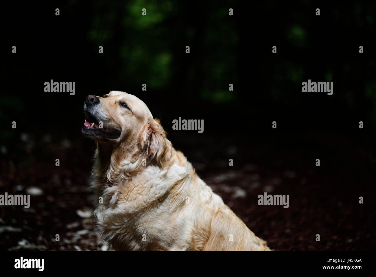 Il Golden Retriever ritratto Foto Stock