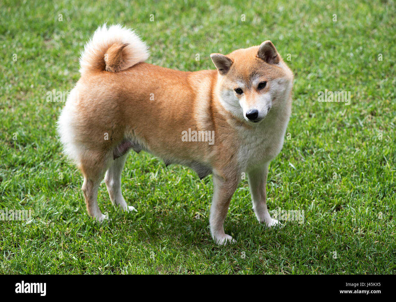 Vista laterale della femmina di Shiba Inu cane con le tettarelle infermieristica sorgeva sull'erba verde Foto Stock