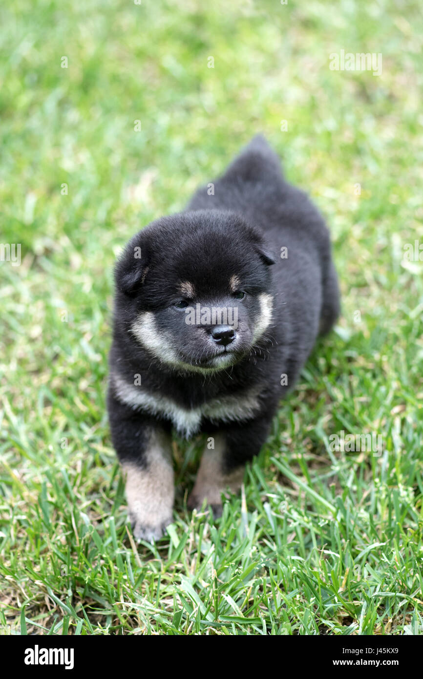 Carino di colore marrone chiaro Shiba Inu cucciolo di cane su erba verde Foto Stock