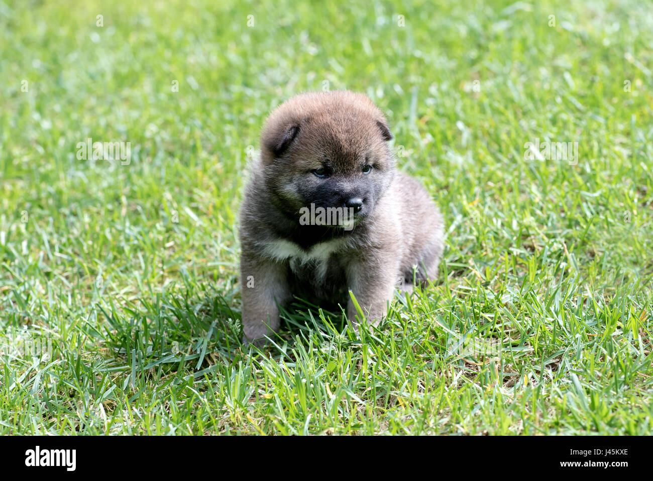 Marrone chiaro Shiba Inu cucciolo di cane su erba verde Foto Stock