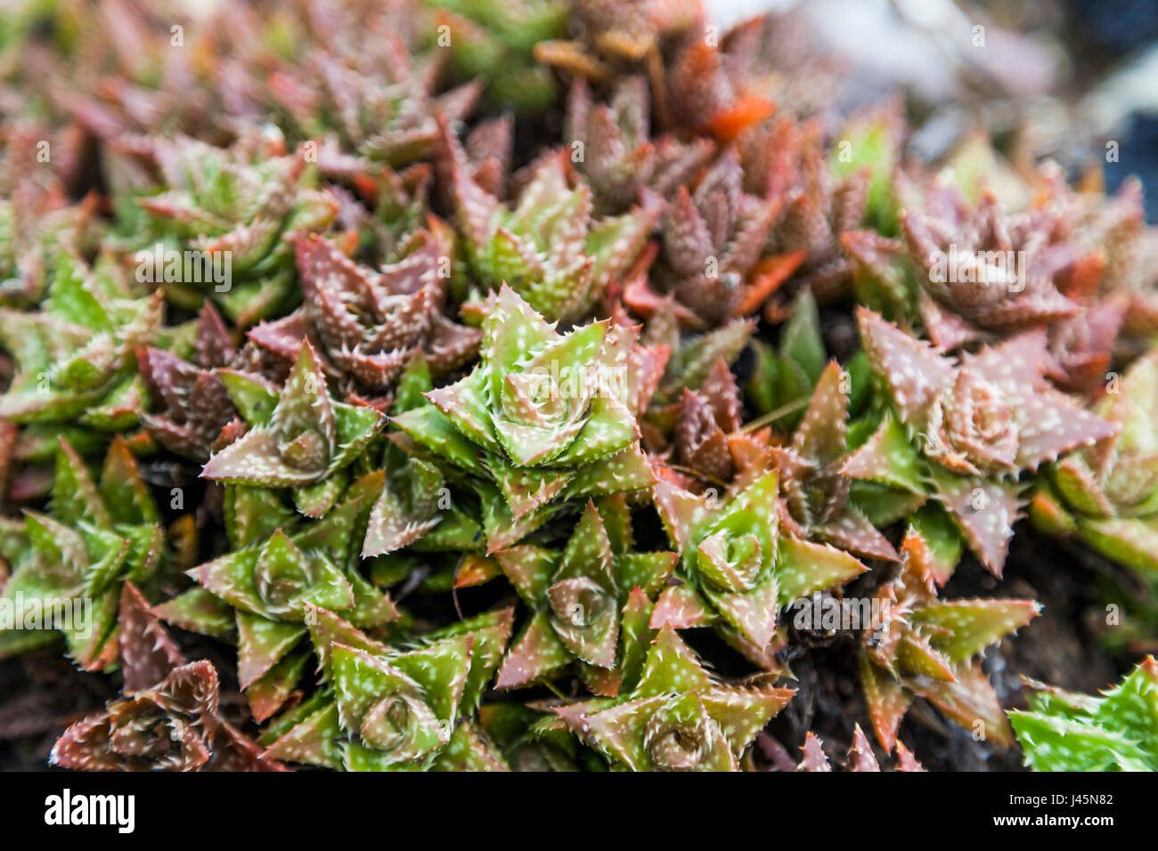 Close-up di coloratissimi succulente. Foto Stock