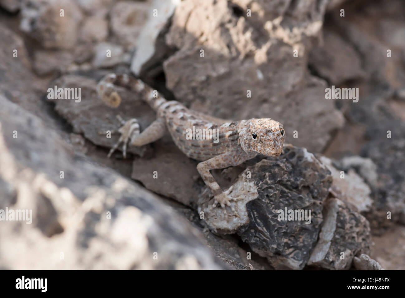 Gecko del semaforo della roccia su una roccia, trovato in Ras Hadd, Sultanato di Oman, osservazione della fauna selvatica, specie del rettile Foto Stock