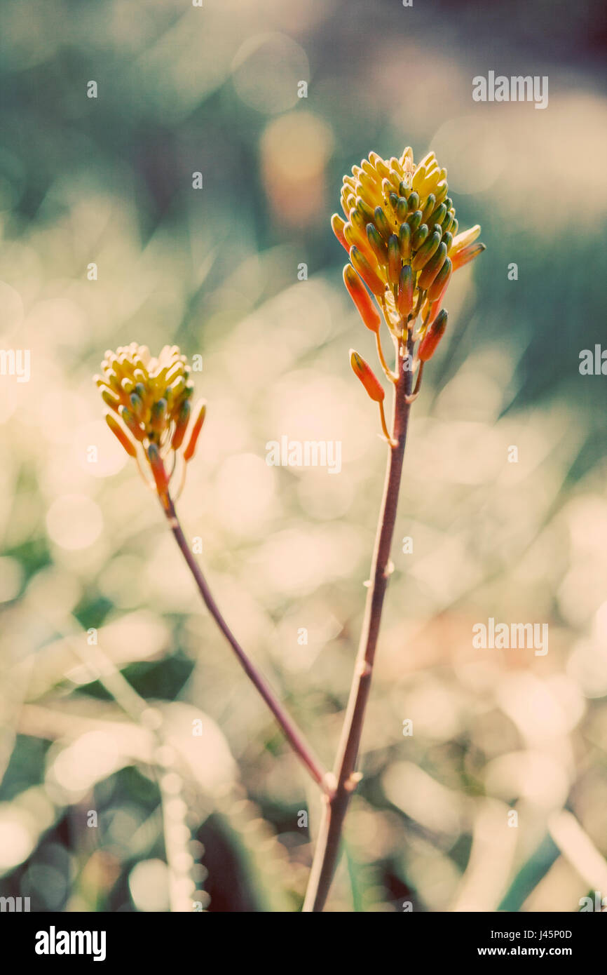 Estate succulente brillano al sole di mattina. Foto Stock