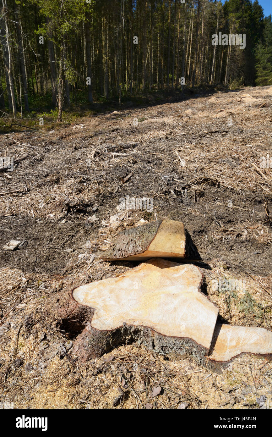 La deforestazione che mostra una zona di foresta nel Galles del nord che è stato raccolto e la maggior parte degli alberi di pino e le loro radici rimosso. Foto Stock