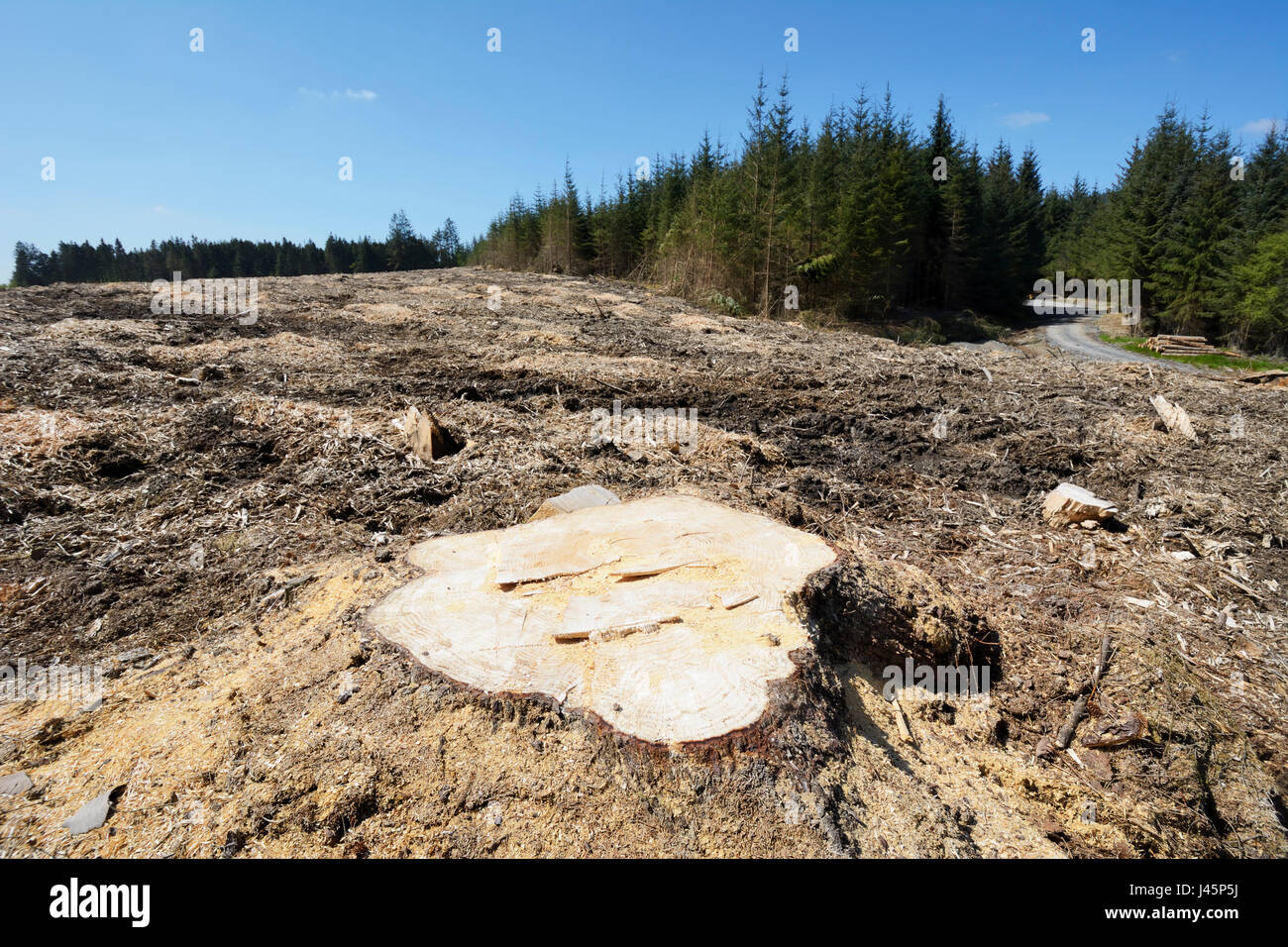 La deforestazione che mostra una zona di foresta nel Galles del nord che è stato raccolto e la maggior parte degli alberi di pino e le loro radici rimosso. Foto Stock