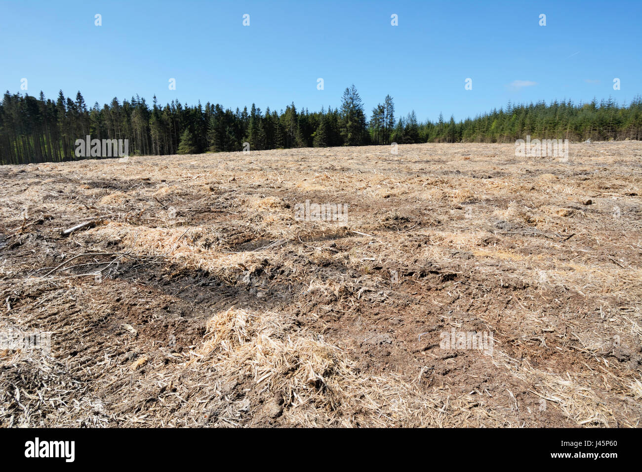 La deforestazione che mostra una zona di foresta nel Galles del nord che è stato raccolto e la maggior parte degli alberi di pino e le loro radici rimosso. Foto Stock