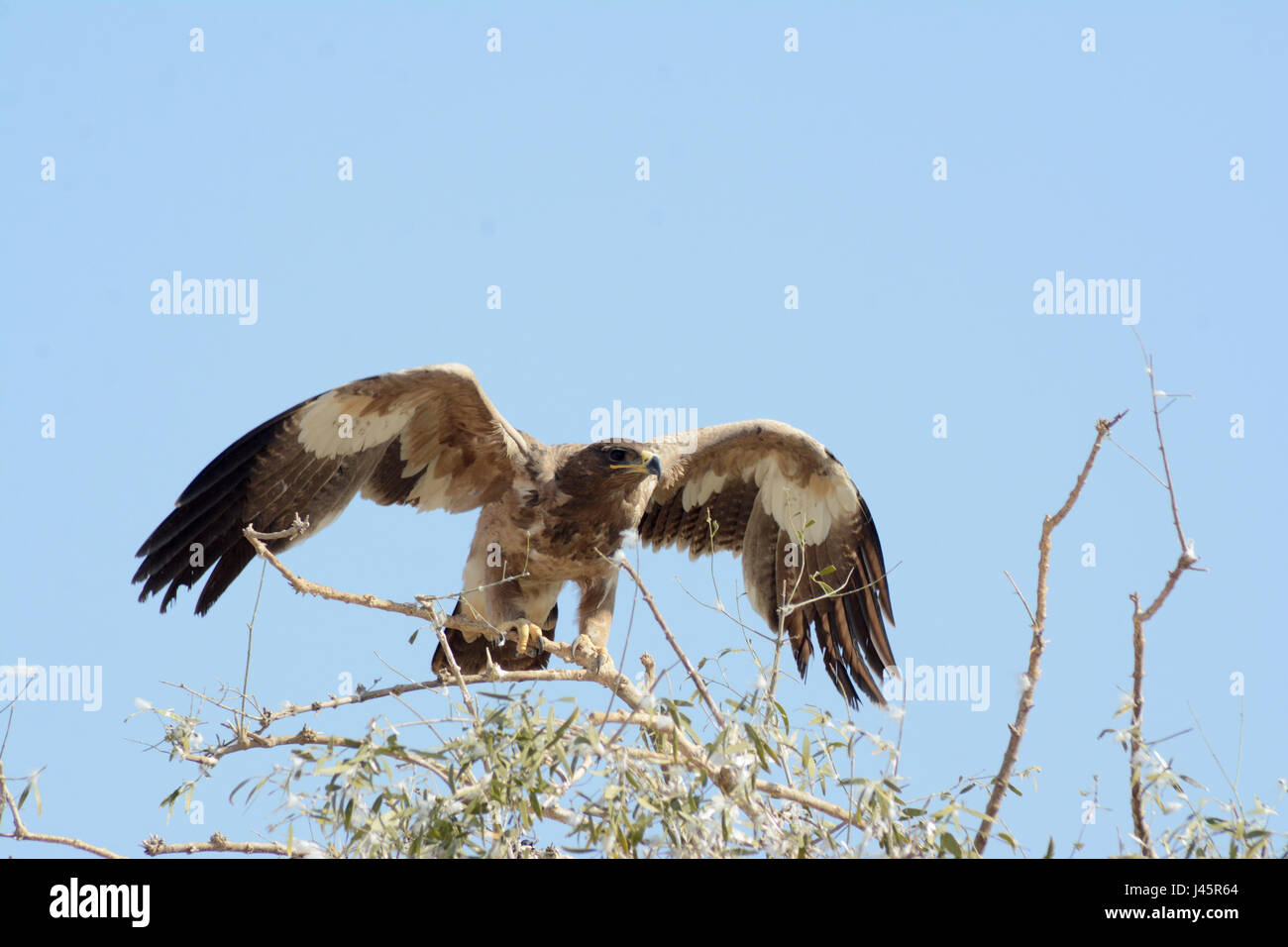 Aquila della steppa Foto Stock