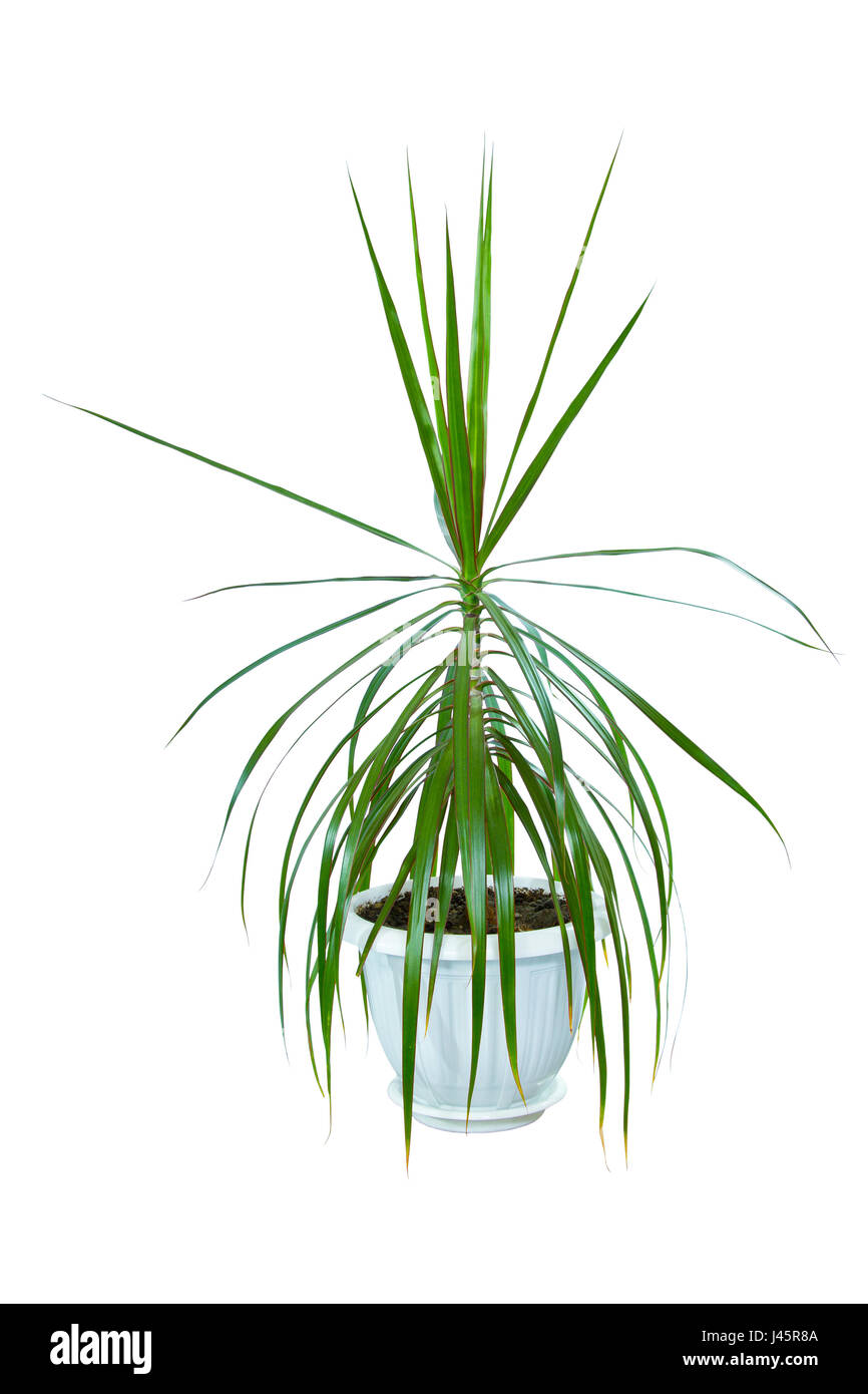 Immagine di un houseplant dracaena palm in una pentola Foto Stock