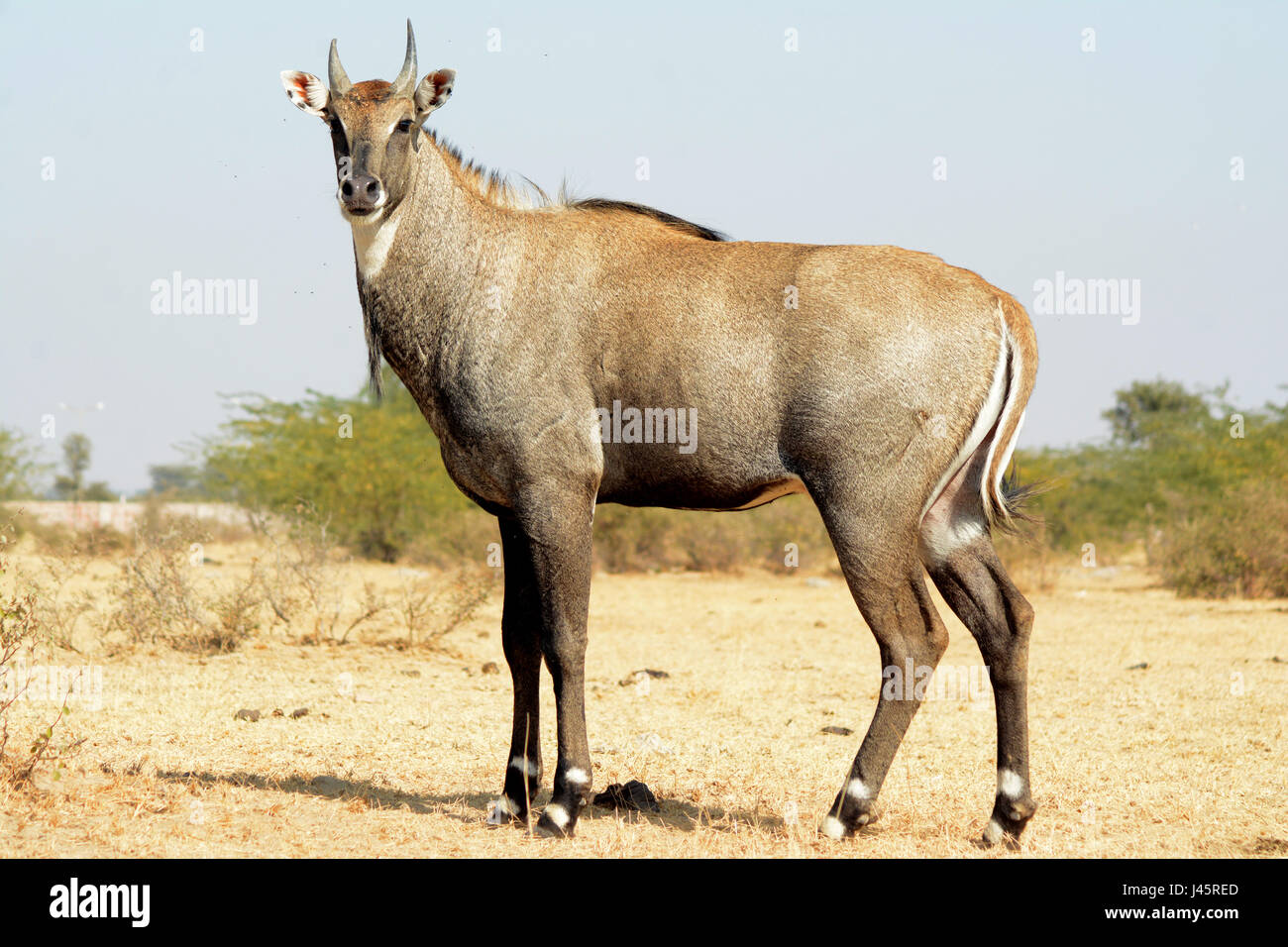 BLUE BULL DELL INDIA BLUE COW Foto Stock