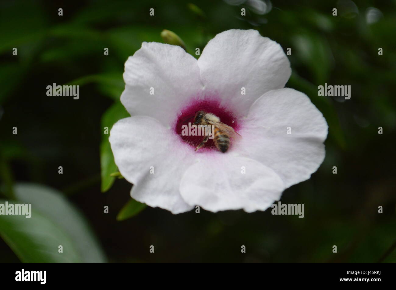 Il miele delle api sul fiore Foto Stock