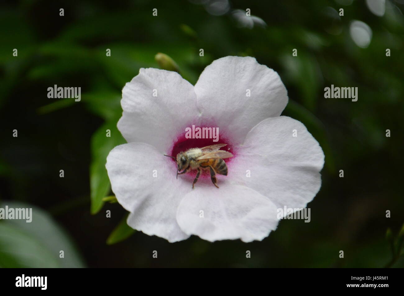 Il miele delle api sul fiore Foto Stock