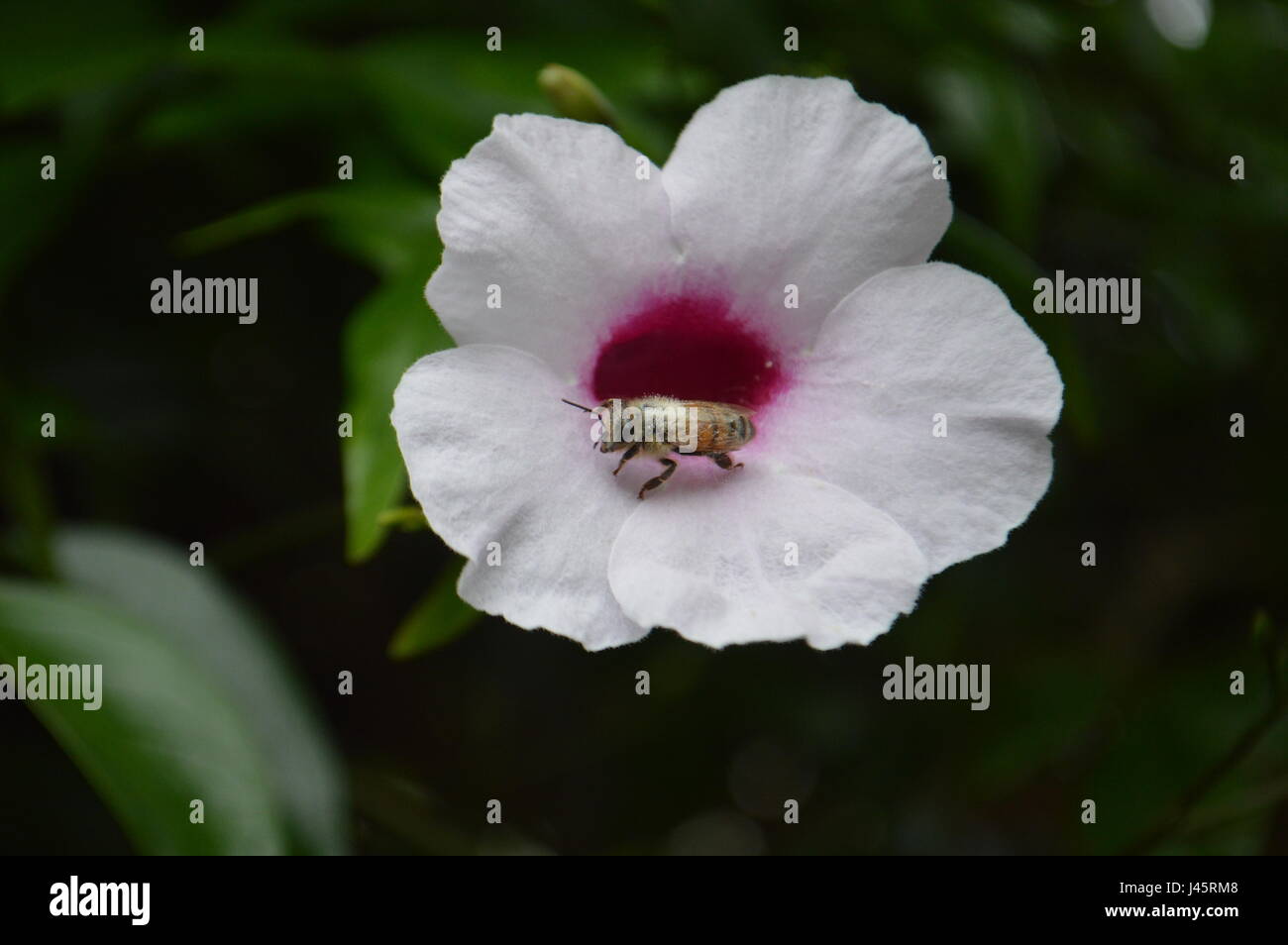 Il miele delle api sul fiore Foto Stock