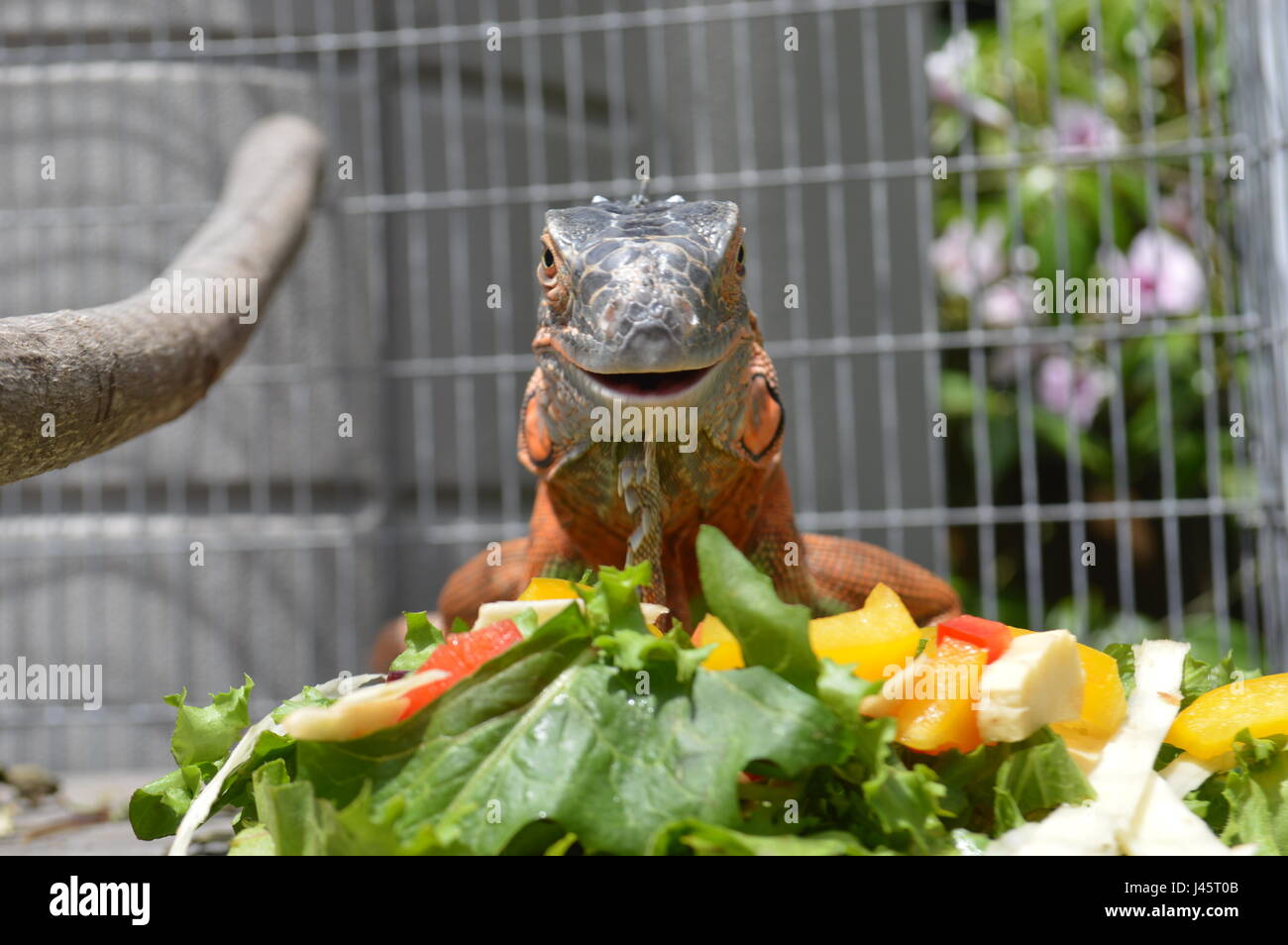 iguana verde Foto Stock
