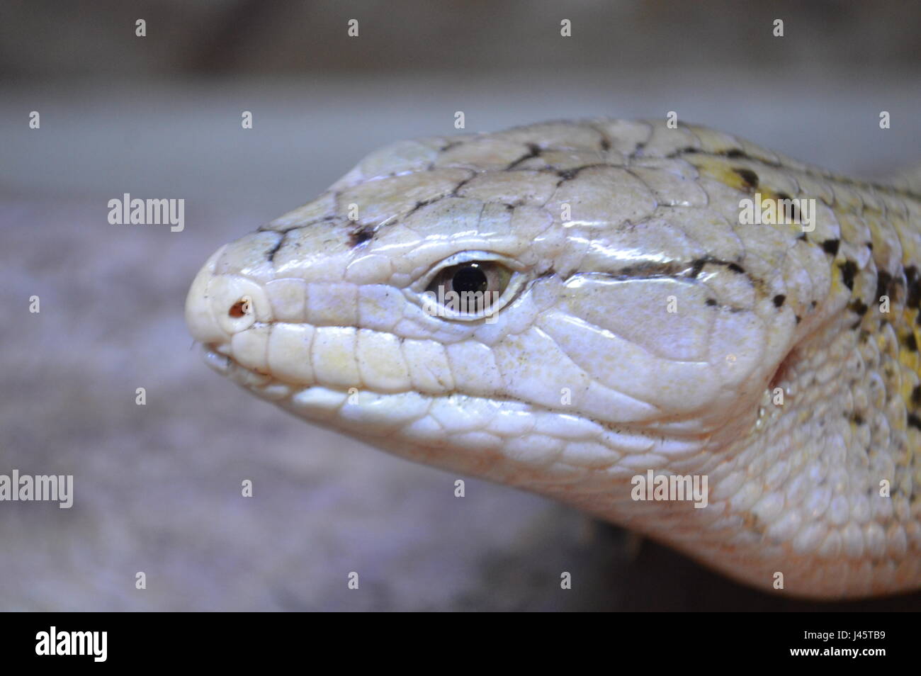 Indonesian Blue tongue Skink (Tiliqua gigas gigas) Foto Stock
