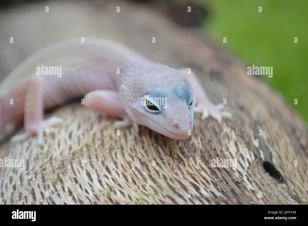 Blizzard Leopard Gecko (Eublepharis macularis) Foto Stock
