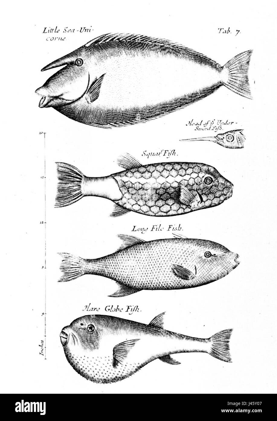 Nehemiah Grow (1641â€“1712) è stato un medico e botanico inglese, rinomato per il suo lavoro nell'anatomia vegetale e per i suoi contributi alle prime scienze botaniche. I suoi studi gettarono le basi per la futura ricerca botanica. Foto Stock