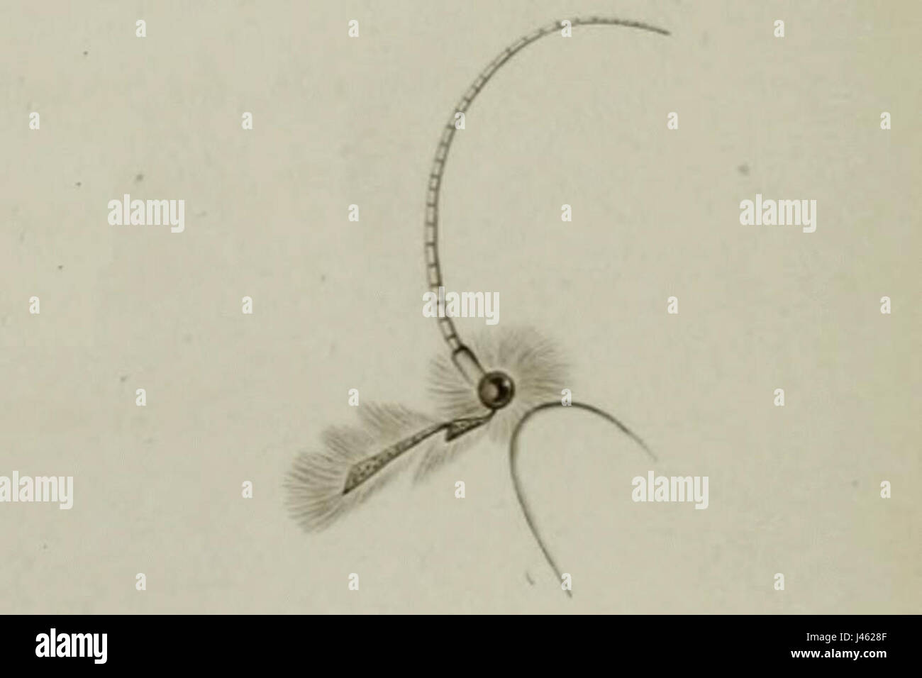 Questa immagine presenta un primo piano della testa di *paradoxus osyridellus*, una specie di coleottero longhorn trovata in varie parti del mondo. Il primo piano mette in evidenza le sue caratteristiche uniche e la morfologia degli insetti. Foto Stock