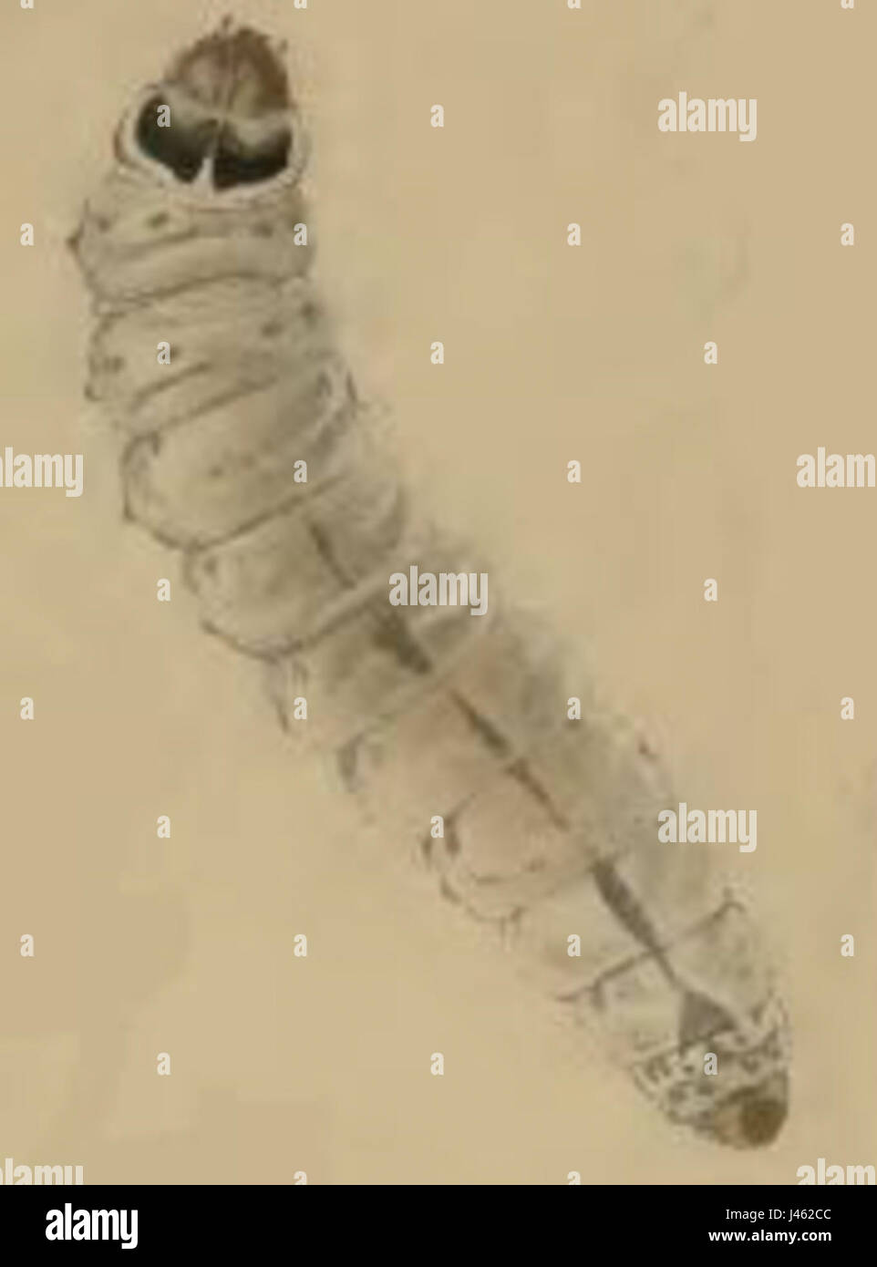 La larva di *Palumbina guerinii* è un insetto che si trova in ambienti tropicali. Fa parte della famiglia Saturniidae e le sue larve subiscono una complessa metamorfosi da caterpillar a falena adulta. Foto Stock