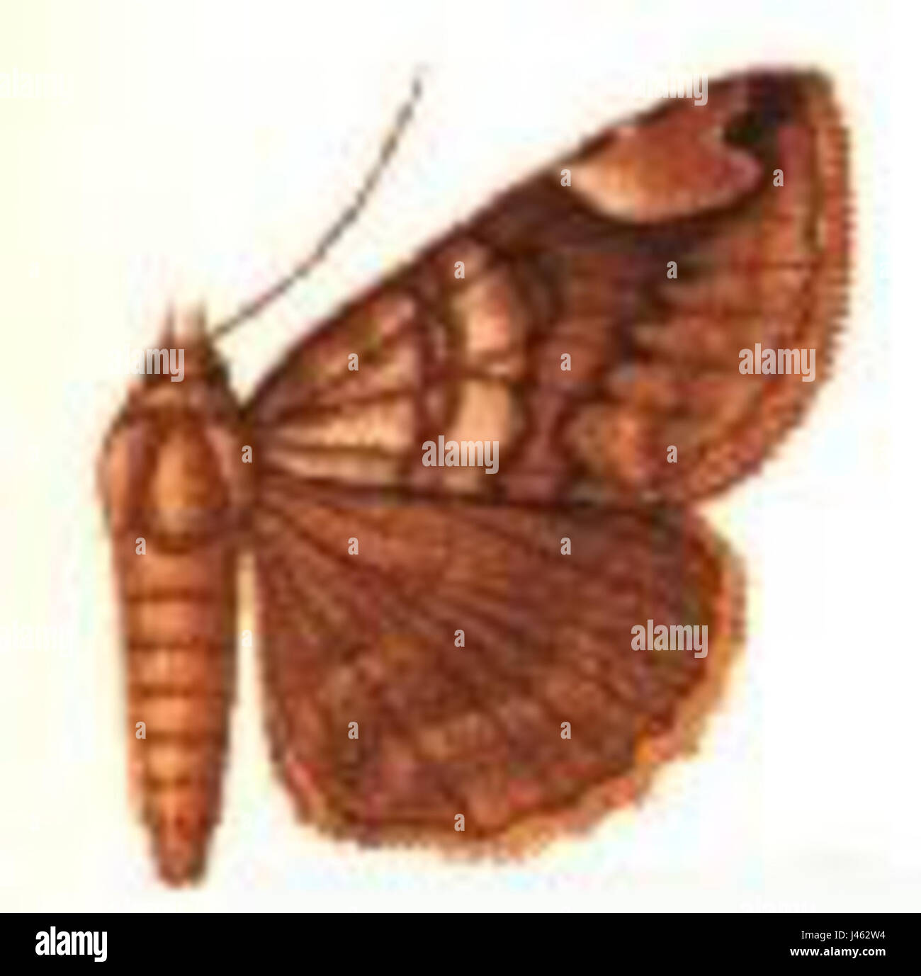 Parallelia palpalpalis si riferisce a una specie di coleottero, appartenente specificamente alla famiglia dei Cerambycidae. Questo tipo di coleottero è tipicamente identificato dal suo corpo allungato ed è noto per il suo ruolo negli ecosistemi come insetto noioso del legno. Foto Stock