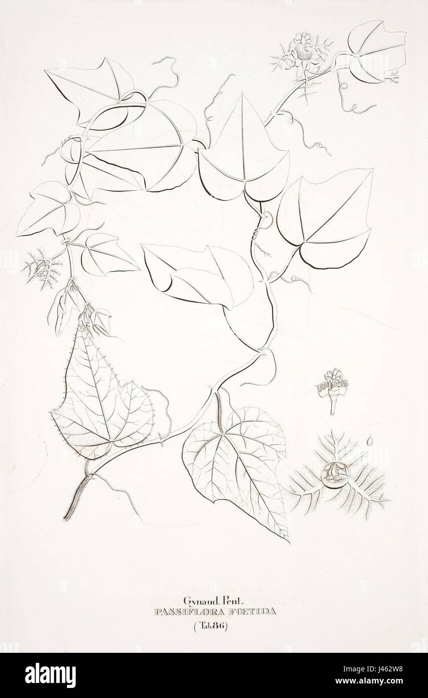 Passiflora foetida var. fluminensis Foto Stock