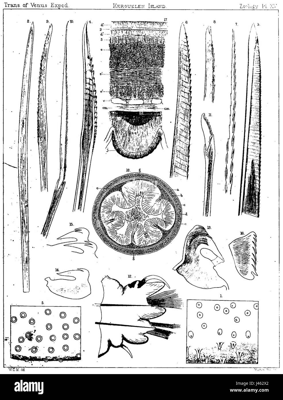 Parborlasia corrugatus è una specie di vespa parassitaria presente nella regione mediterranea. Nota per il suo aspetto distintivo, la vespa adulta ha in genere un corpo ondulato, che aiuta a mimetizzare. La specie fa parte della più ampia famiglia di vespe parassitarie che depongono le loro uova nei corpi di altri insetti, dove si sviluppano le larve. Foto Stock