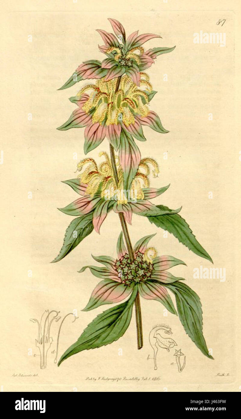 Monarda punctata Foto Stock