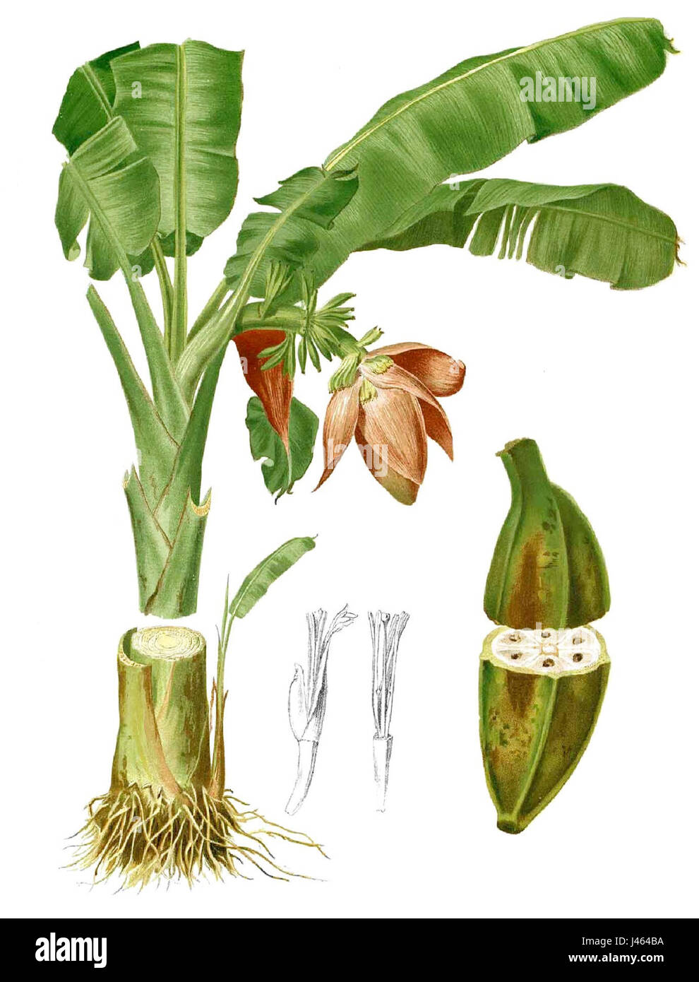 Musa troglodytarum Blanco1.89 ritagliato Foto Stock