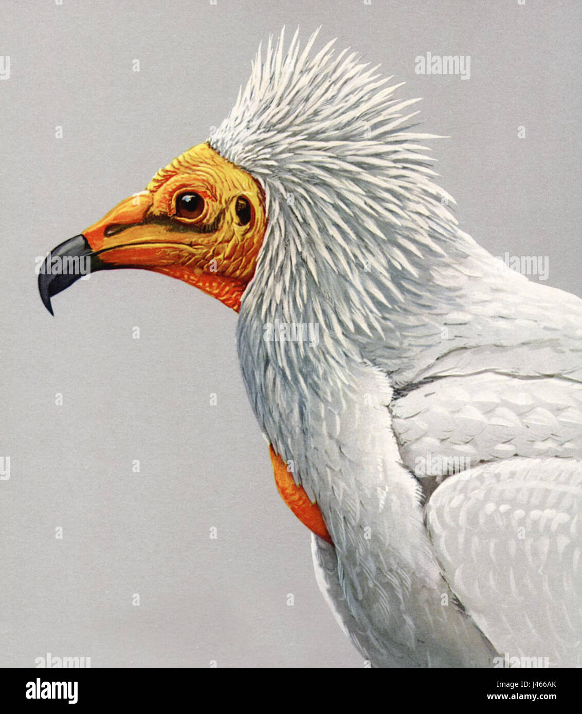 Il Neophron percnopterus, comunemente noto come avvoltoio egizio, è una specie di avvoltoio che si trova in alcune parti dell'Europa, del Nord Africa e del Medio Oriente. È notevole per il suo piumaggio bianco e nero, la testa distintiva e le abitudini di recupero, spesso nutrendosi di carogne. Foto Stock