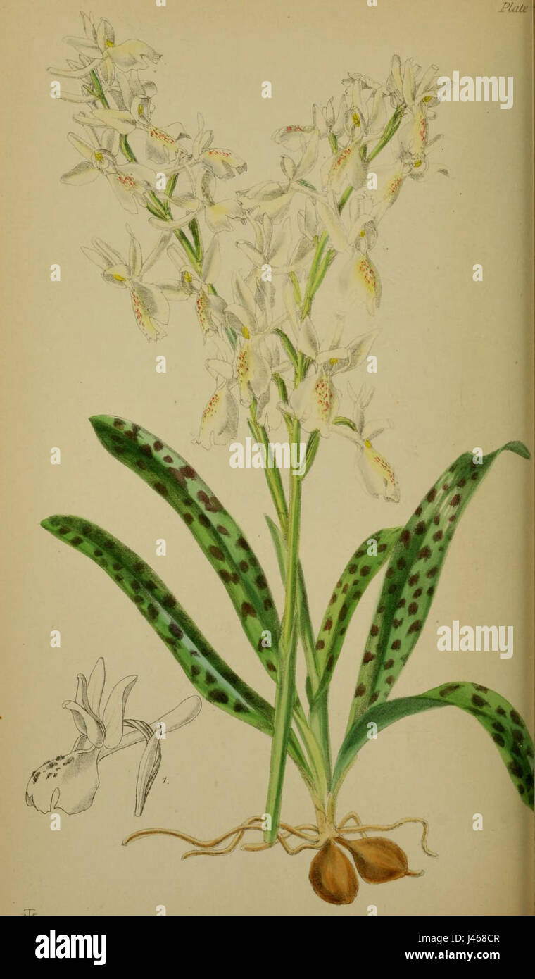 Orchis provincialis Moggridge Flora di Mentone pl. 42 (1871) Foto Stock